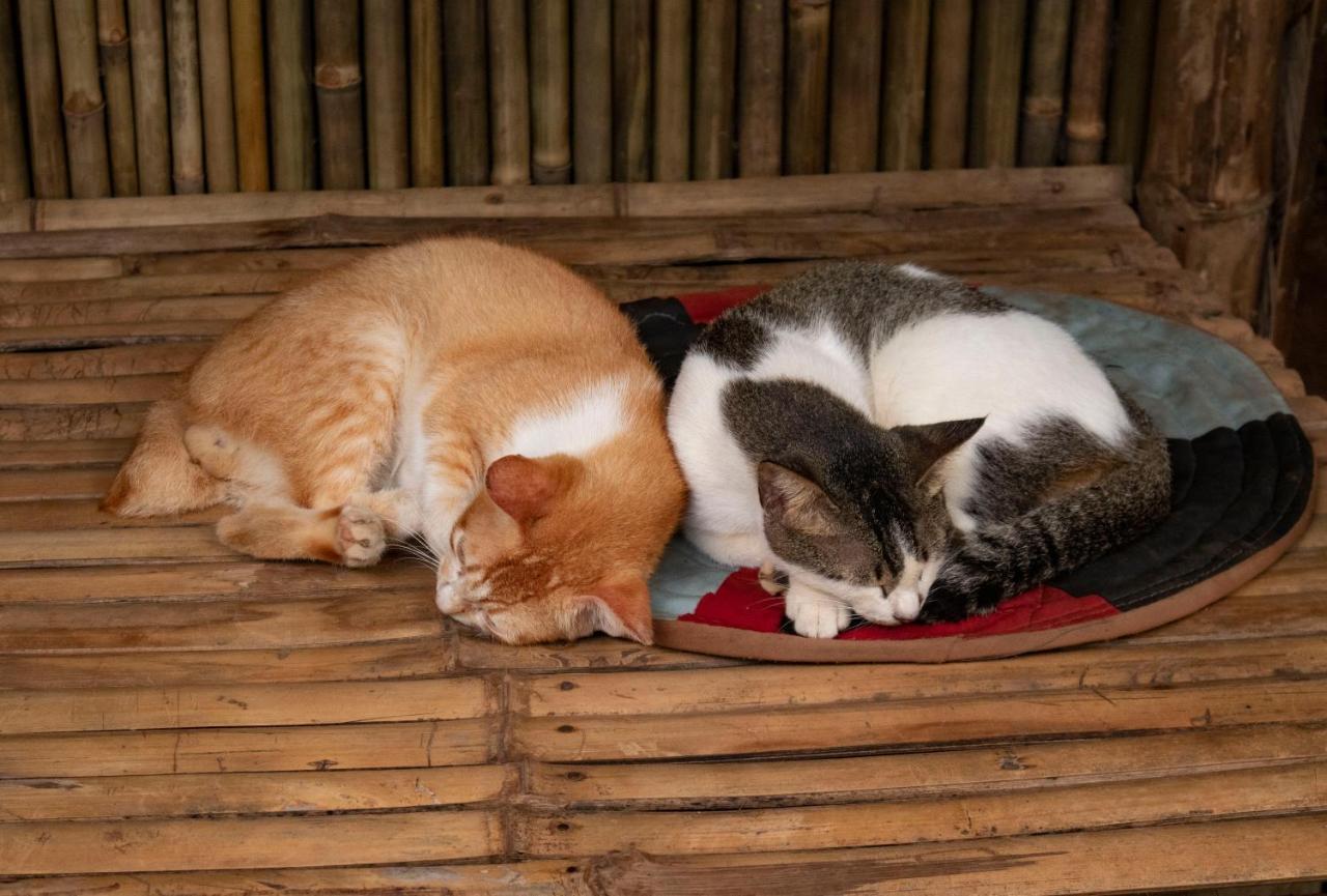 Ecocio Jungle Hostel コロン エクステリア 写真